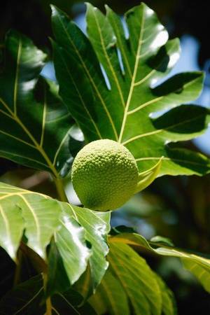 Barbados Poverty Porn - Breadfruit was introduced to Barbados in the late eighteenth century from  Tahiti. Amazingly versatile and