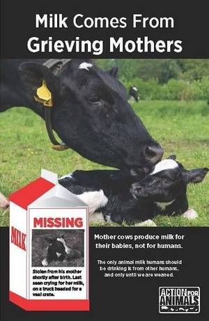 Caption Milk Theft - Mother cows produce milk for their babies, not for humans. Milk industry is  the veal industry, the cruel dairy industry;