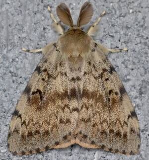 Gypsy Moth Porn - LDD Moth or Spongy Moth - Toronto and Region Conservation Authority (TRCA)