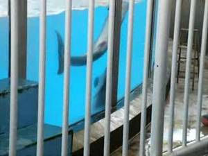 Dolphin Porn - Gay Dolphin Porn