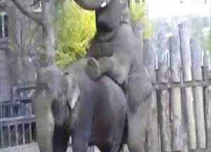 Elephant Porn Video - Elephants Videos / Zoo Zoo Sex Porn Tube / Most popular Page 1