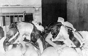 50s erotic cartoon sex - 20s porn