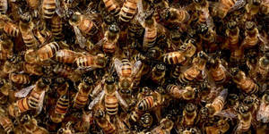 Asian Schoolgirl Shaved Midget Porn - Swarm Season