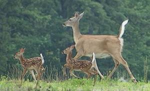 Doe Deer Porn - The Deer Babies Are Here