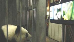 Asian Panda Porn - Panda porn finally gets Yongyong and 'clueless and unenthusiastic' Ke Lin  in the mood | The Independent | The Independent