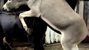 Donkey Porn - Donkey Porn