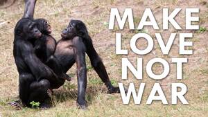 Chimpanzee Sex - Can a Bonobo Beat you at Pac-Man? - YouTube