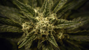 Marijuana High Def Porn - Quality-Testing Legal Marijuana: Strong But Not Always Clean : Shots -  Health News : NPR