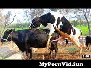Bull Sex Porn - One cow & three bull breeding video from bull and sex videos video hindi sex  lima aktar Watch Video - MyPornVid.fun