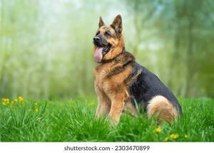 German Shepherd Porn Sites - German Shepherd Adult Stock Photos and Pictures - 16,462 Images |  Shutterstock
