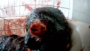 Anime Gore Snuff - The technical side of the film is also flawless. The camerawork is direct,  but fitting, the effects are very realistic and the VHS-style interferences  are ...