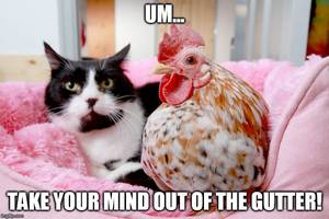 cat - cat and chicken SUBLIMINAL PORN WEEK???