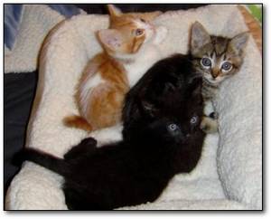 Black Cat Peeing - Advertisement