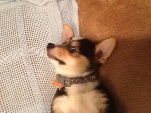 Corgi Porn - Corgi porn