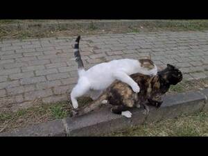Cats Sex Porn - Inexperienced Young Male Cat Wants to Forcibly Mate with a Female Cat. -  YouTube