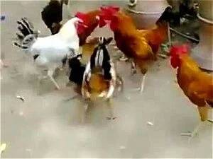 chicken anal fuck - Watch A single hen fucked by several cock - Anal Porn - SpankBang