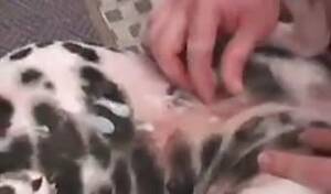 Man Fuck Female Cat Pussy - Man Fuck Female Cat Pussy | Sex Pictures Pass