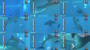 3d Dolphin Bestiality Porn - Mating Animals Petlust Dolphin - ArtOfZoo.Biz