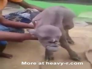 Goat Sex Girls Porn - The Result Of Goat Fucking