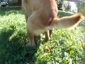 Bestiality Shit Porn - Beastiality Dog Shit Videos - Free Porn Videos