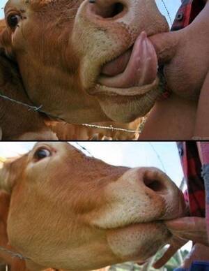 free calf sucking dick - A calf is sucking my dick . Adult videos.