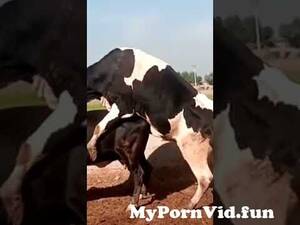 Bull Sex Porn - Bull breeding cow! from bull sex videos sex videos sex petlust man fuck  dogan blue grils desi rap sex Watch Video - MyPornVid.fun