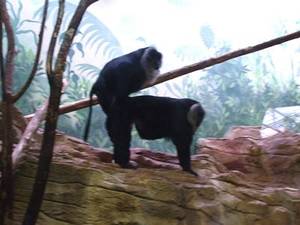 Monkey Love Porn - People readily pay to see powerful or sexually attractive individuals, and,  according to this new study, monkeys will also \