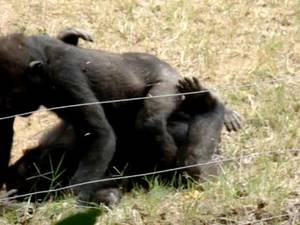 Big Dick Girl Fucks Monkey - monkey porn on a girls trip to atlanta - YouTube jpg 480x360