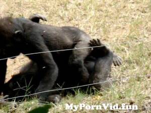 Girl Has Sex With Monkey - monkey porn on a girls trip to atlanta from www gorilla bonobo porn sex 3gp  mypornw Watch Video - MyPornVid.fun