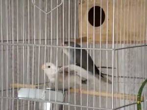 Gay Porn Birds - Amazing gay bird porn :D