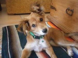 Australian Shepherd Furry Gay Porn - A Gypsy Family Journal: New addition to the Pack Family