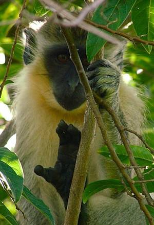 Barbados Sugar Porn - You're sure to spot these mischievous little monkeys all over Barbados! The  Wildlife