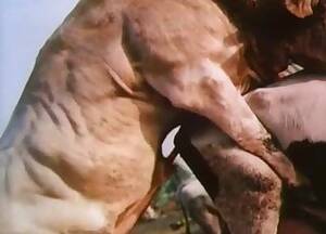 Bull Fucks Girl - Bull Videos / Anal Zoofilia / Most popular Page 1