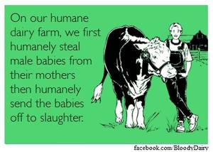 Caption Milk Theft - there's no such thing as humane dairy products