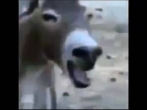 Donkey Fucking Girl Porn - 