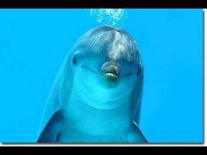 Dolphin Porn - Dolphin Porn Cruise