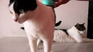 anal sex cat - Cat Anal Porn | Gay Fetish XXX