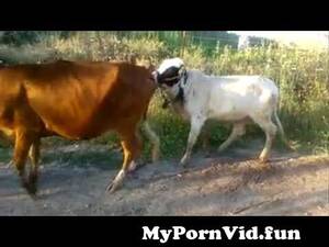 Funny Cow Porn - calf funny fucking cow failed from man fucks calf Watch Video - MyPornVid. fun