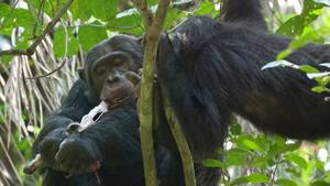 Chimpanzee Sex - Chimps Eat Baby Monkey Brains Firstâ€”A Clue to Human Evolution