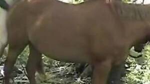 Equine Pony Mare Pussy - Brown stallion ravages a horny mare's pussy