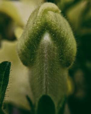 erotic penis photography - Natureyoni Green Snapdragon Photo Print Phallus Phallic - Etsy