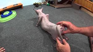 Man Fucks Cat - Acupressure for a cat in heat. How to deal with your cat in heat. -  clipzui.com