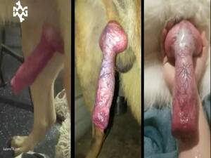 Doggie Cock - dog cum worship - LuxureTV