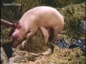 latina fat fuck pig abuse - New DIRTY PIG FUCKING FAT FUCK PIGS! PIG ZOOSEX COMPILATION - LuxureTV
