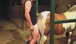 Mare Pussy Gets Fucked - Punching the dick in the mare's pussy - Zoo Porn