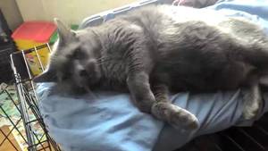 Cat Bestiality Porn - Is she into beastiality with the cat? Animal Theorists