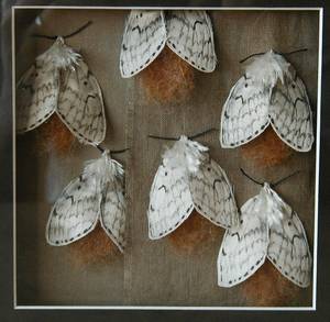 Gypsy Moth Porn - Life Cycle of Gypsy Moths (detail: female moths with egg masses) Xerox  transfer