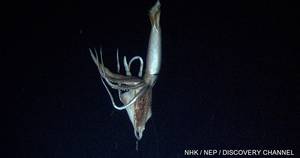 Nepiophile Porn Deep - 