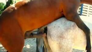 Mare Bestiality Porn - White Mare Animal Porn