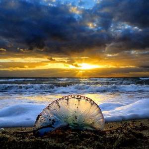 Cubs Shota Beach Story Porn - Portuguese man-o-war on Midtown Beach in Palm Beach, FL, March
